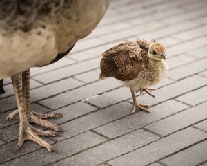 nr 22 Karin McMillan - Påfugleunge